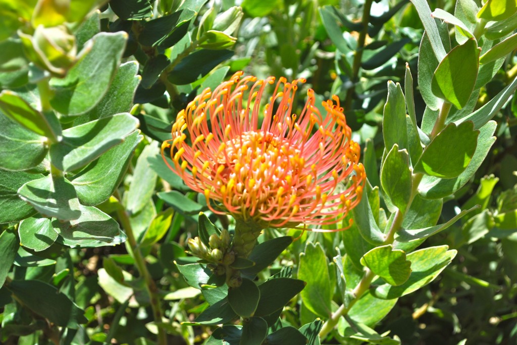 a kind of protea