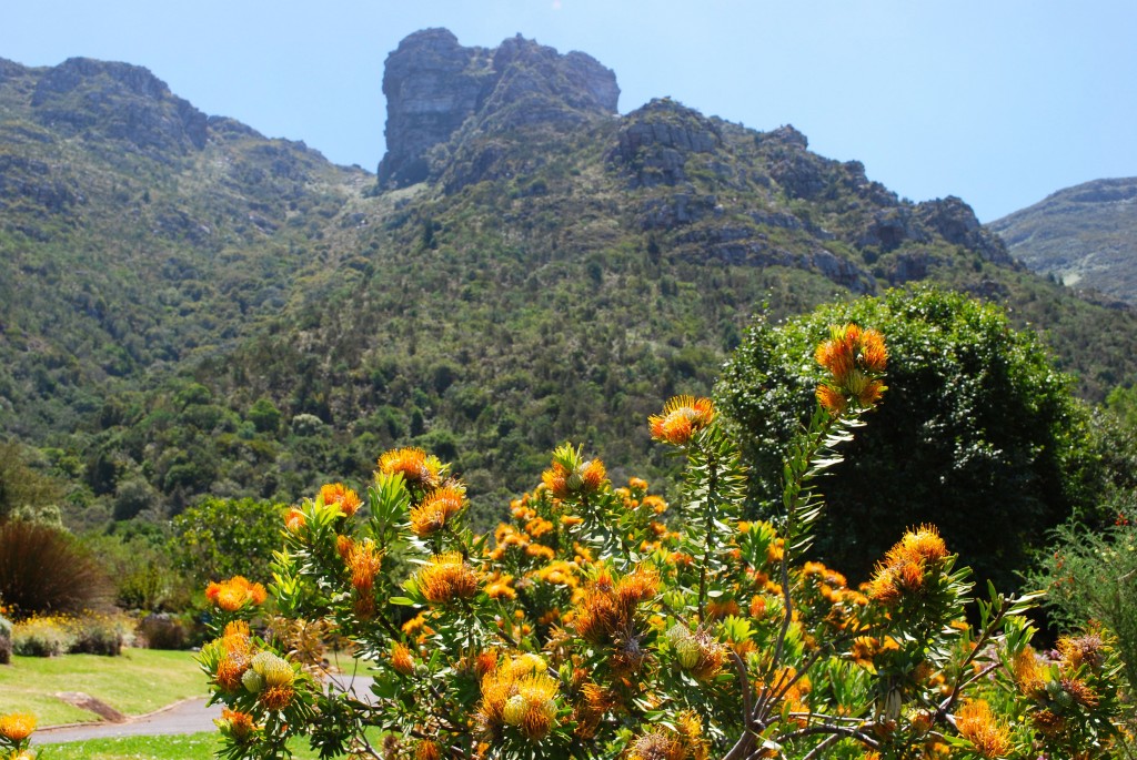 protea against the table top mountain